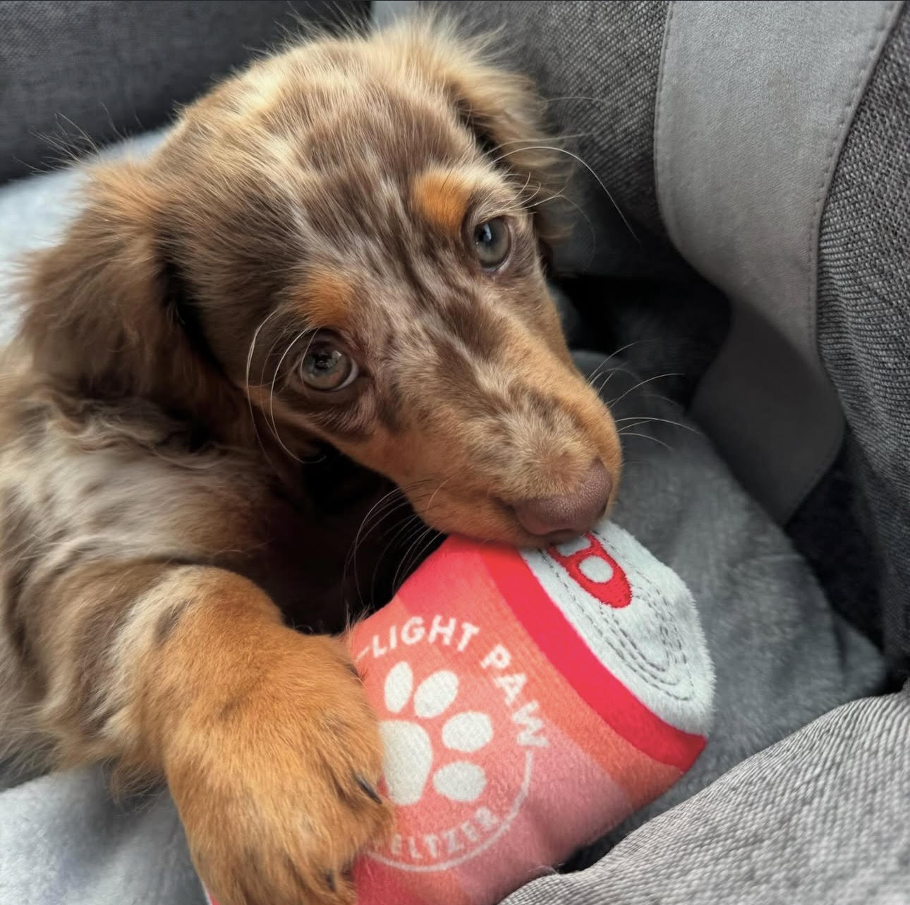Basil, Male Miniature Dachshund puppy