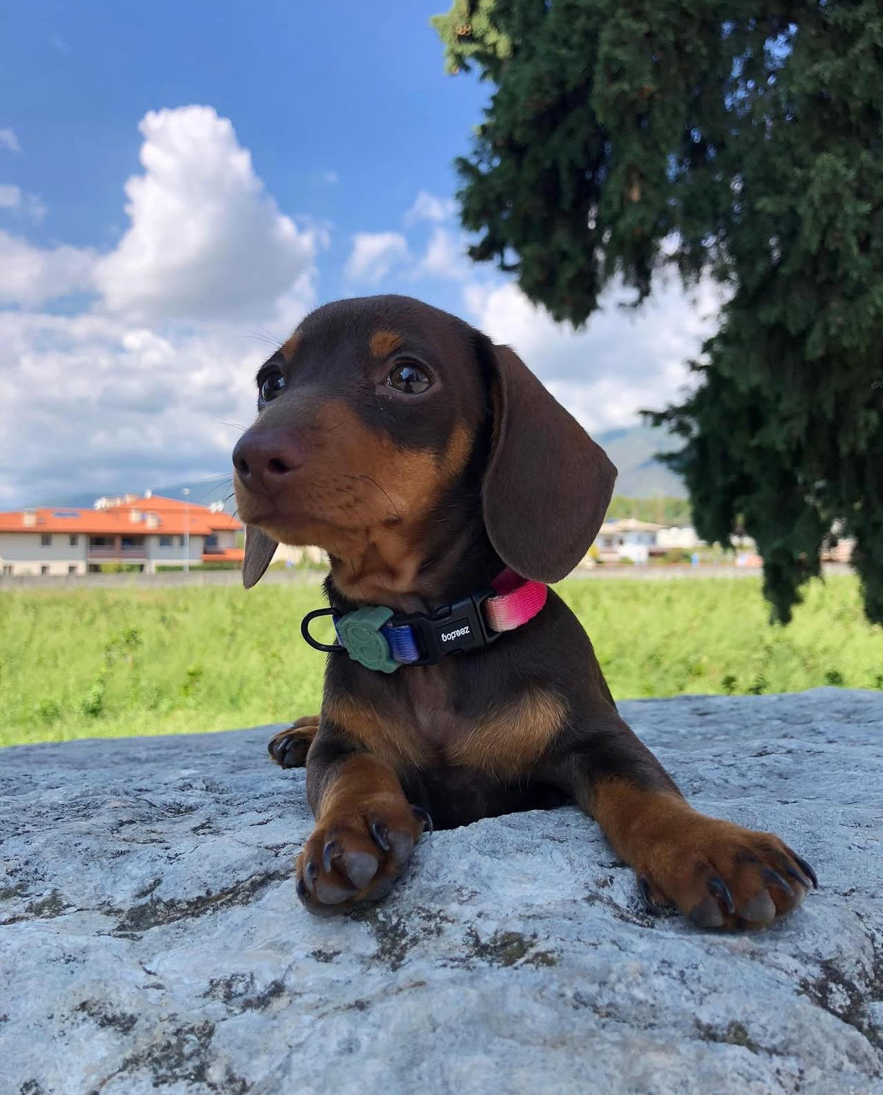 Brownie, a Miniature Dachshund puppy