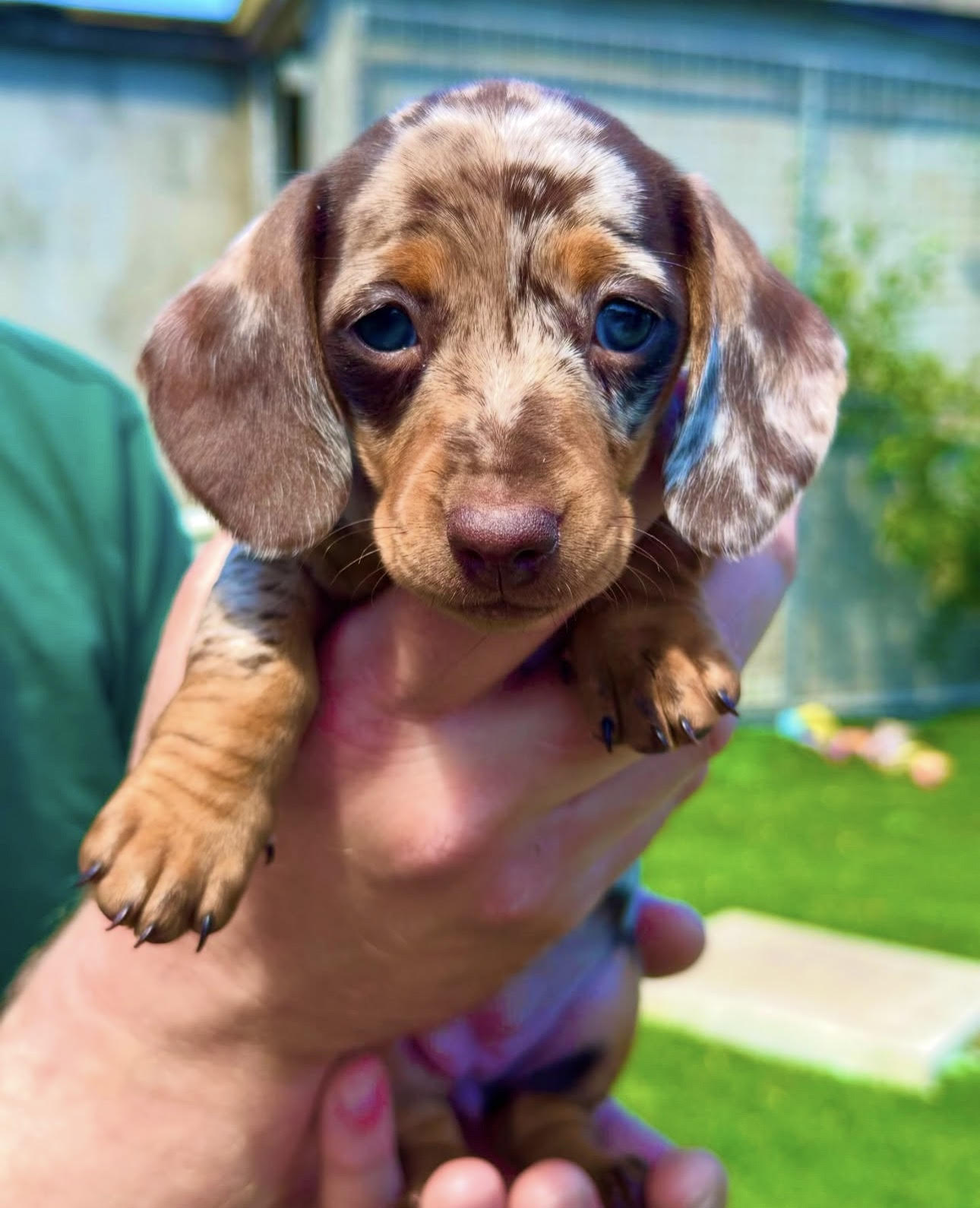 Dora, Female Miniature Dachshund puppy