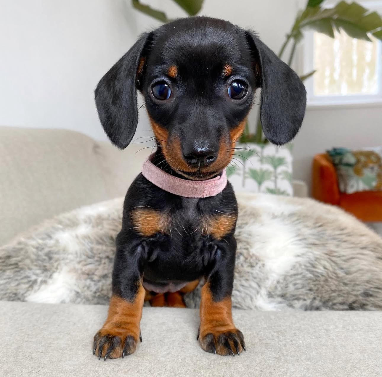 Kai, a Miniature Dachshund puppy
