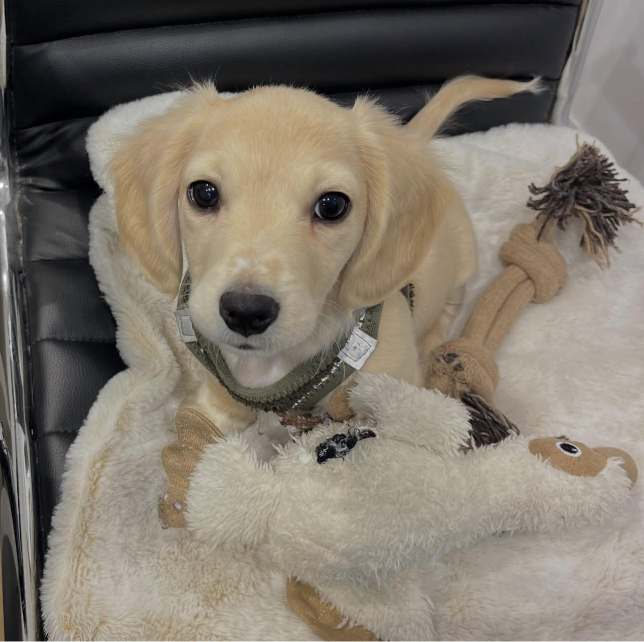 Kelly, Female Miniature Dachshund puppy