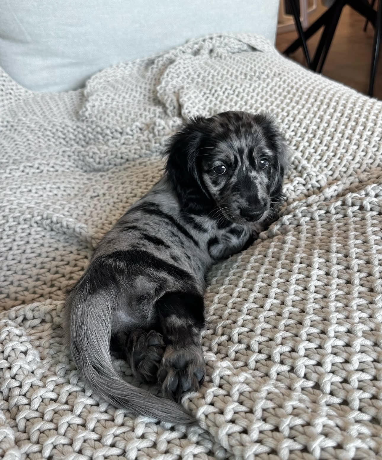 Lackie, Male Miniature Dachshund puppy