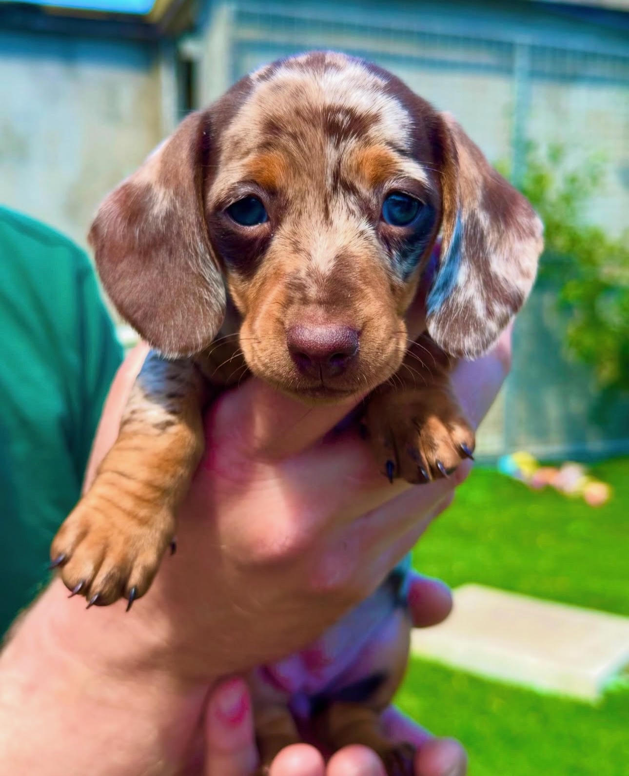 Lea, Female Miniature Dachshund puppy
