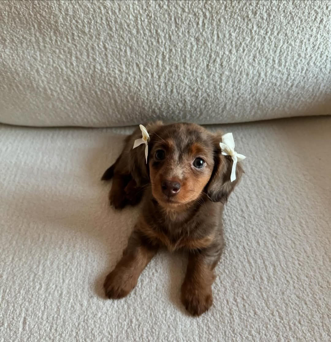 Maggie, Female Miniature Dachshund puppy