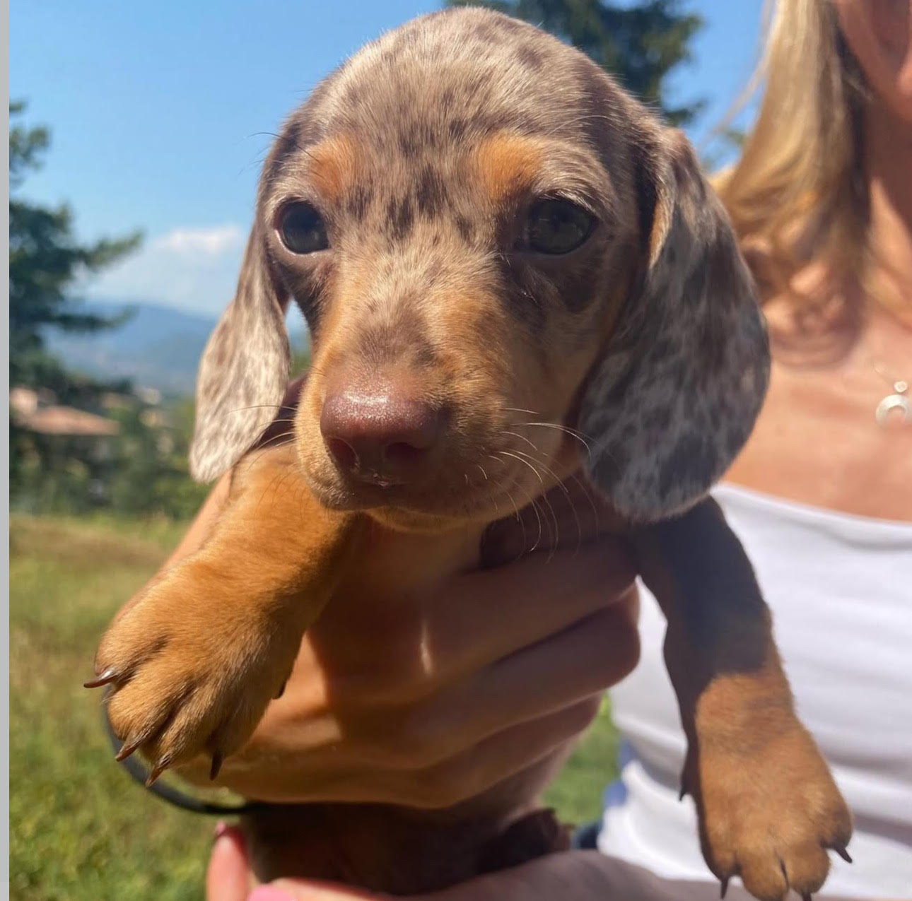 Marlo, Male Miniature Dachshund puppy