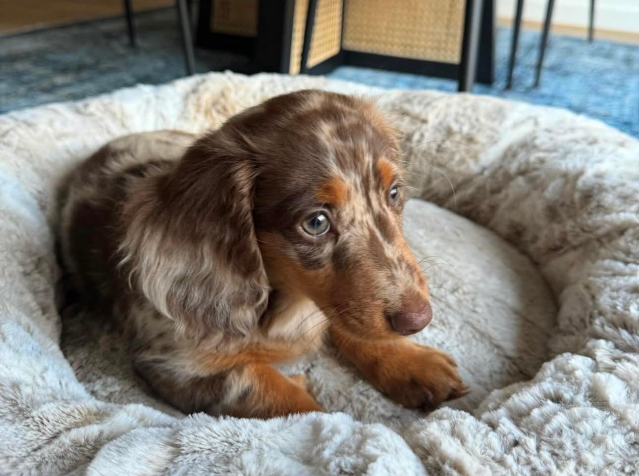 Mary, Male Miniature Dachshund puppy