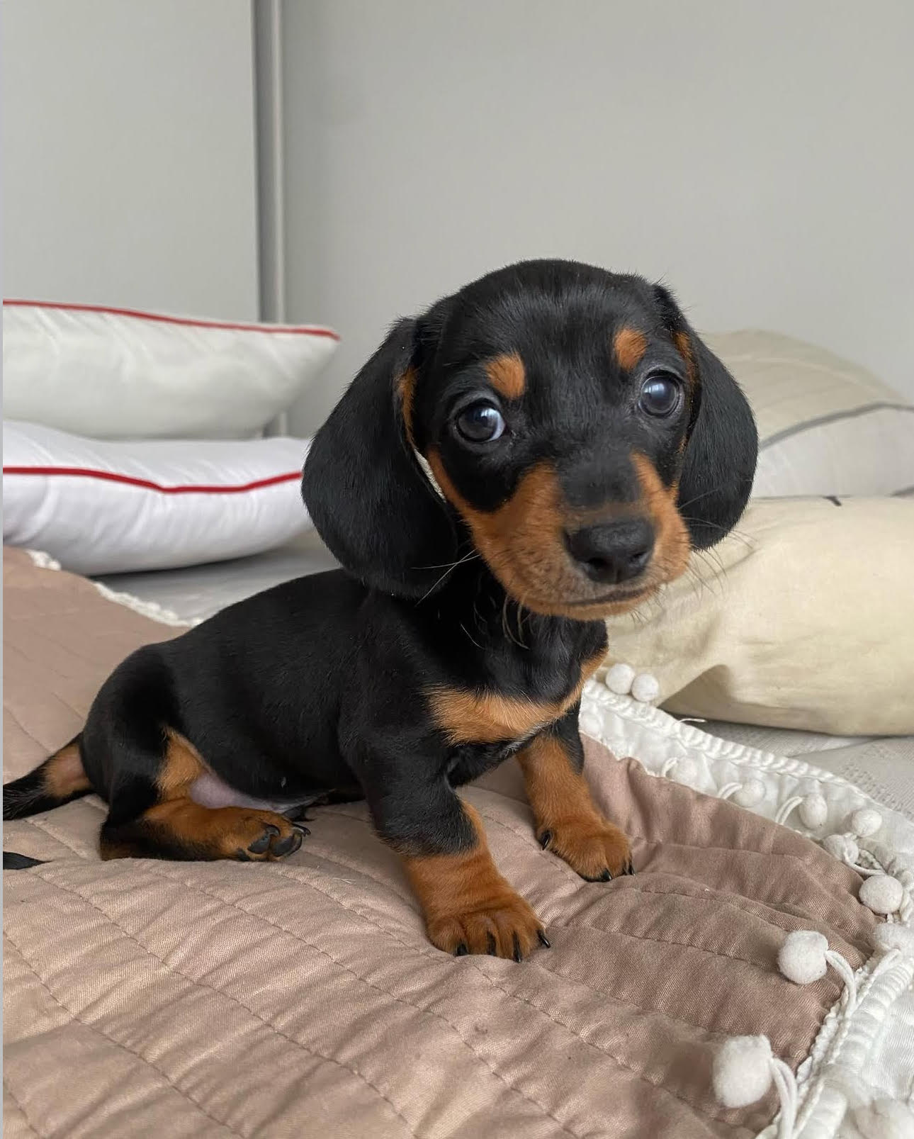 Max