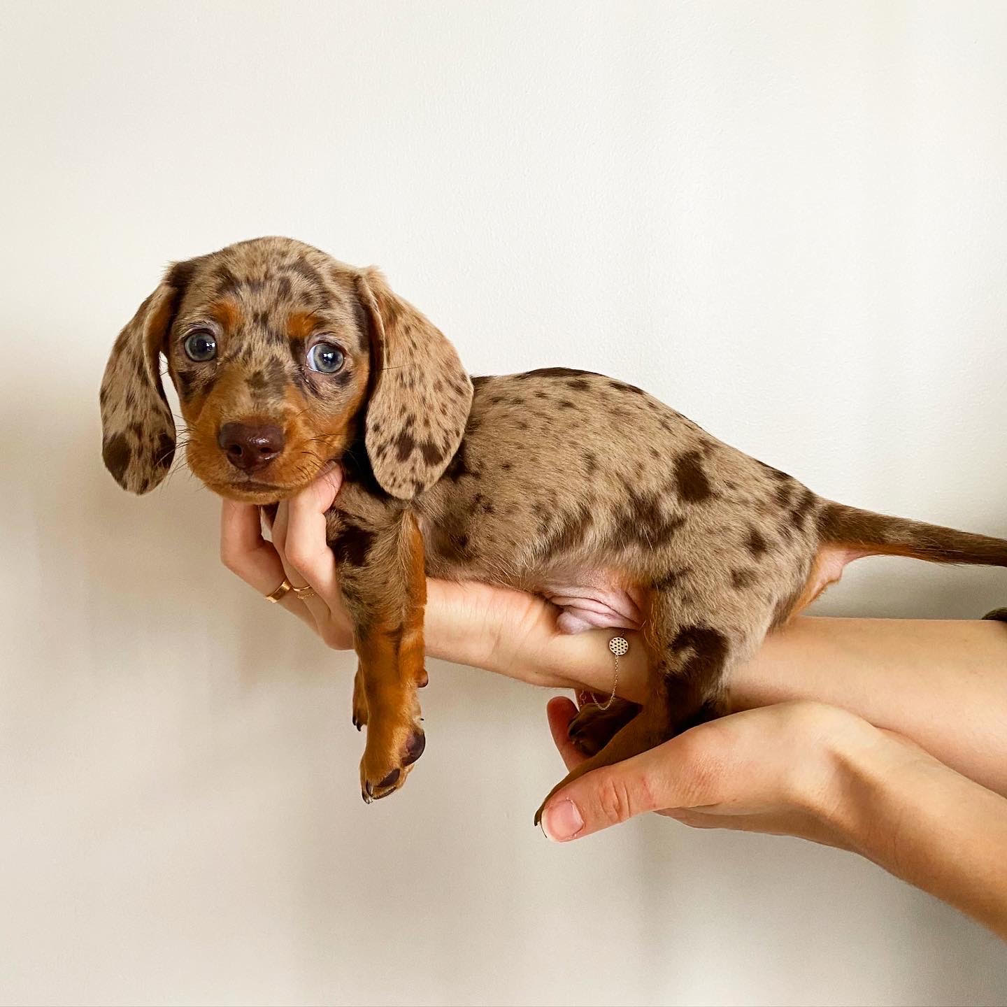 Pepper, Male Miniature Dachshund puppy