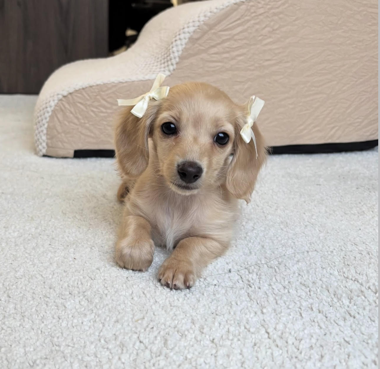 Sammy
